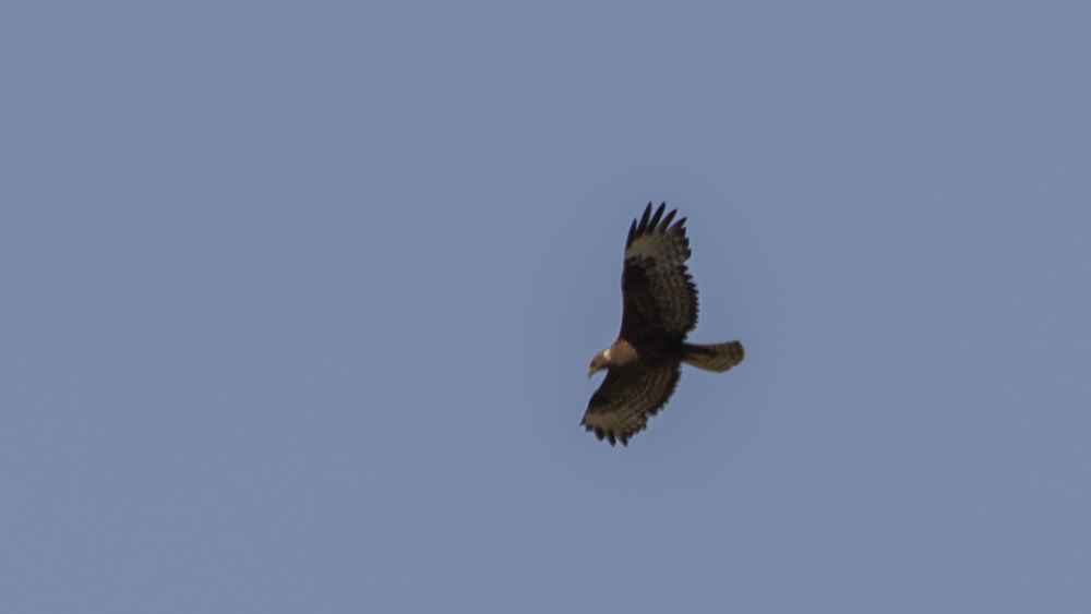 European Honey-buzzard